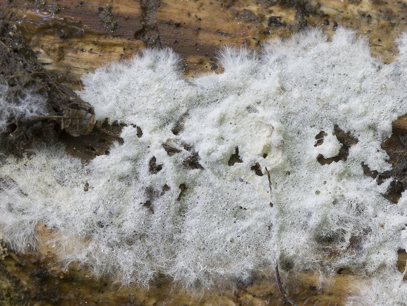 Leptosporomyces mutabilis